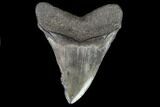 Fossil Megalodon Tooth - South Carolina #108895-2